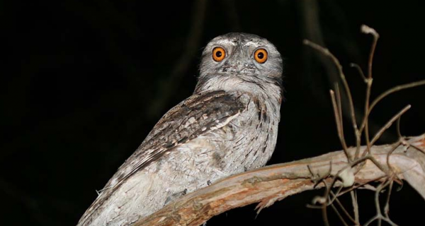 Tawny Owl