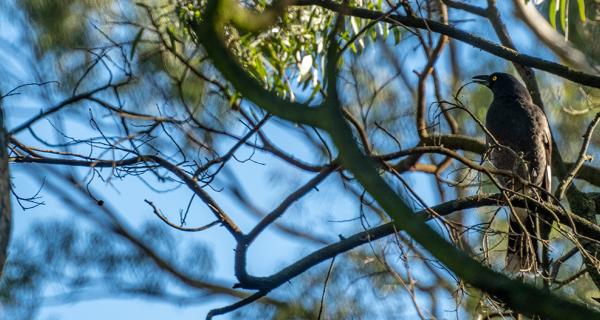 Tree with bird