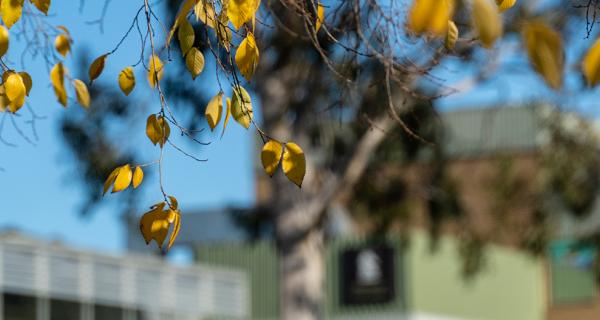 Whitehorse Civic Centre with yellow leaves