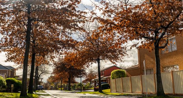 Tree line street