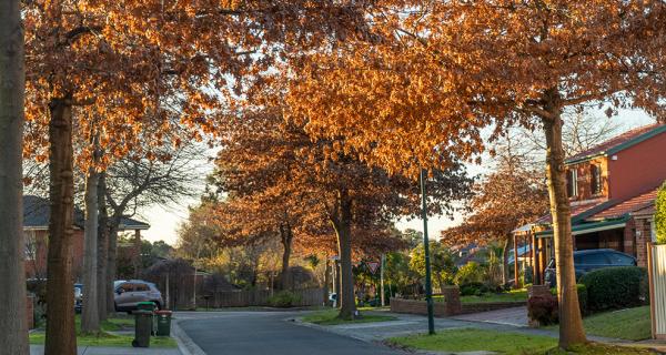 tree lined street