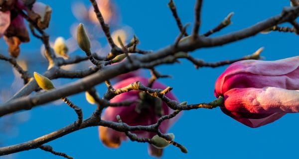 pink flowers on a tree