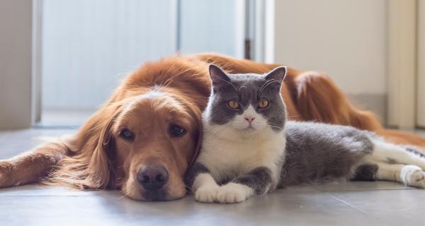 Cat and dog next to each other