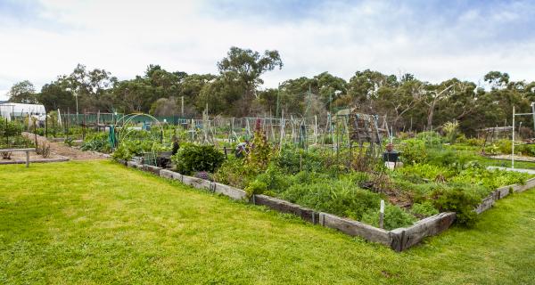 Vegetable growing in Whitehorse community gardens