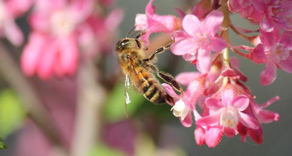 Banner - Honey Bee