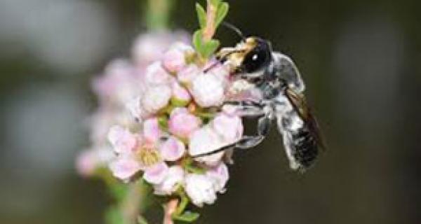 bee on a flower