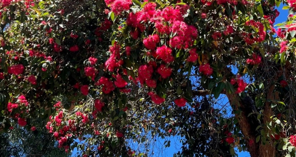 Corymbia ficifolia