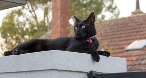 Photo of a cat with a City of Whitehorse tag