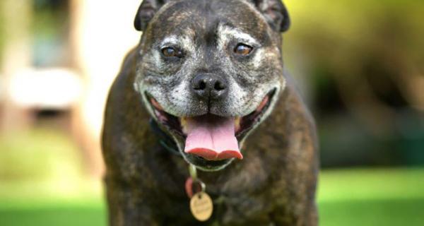 photo of dog with name tag