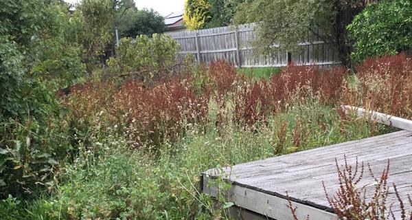 overgrown unsightly garden