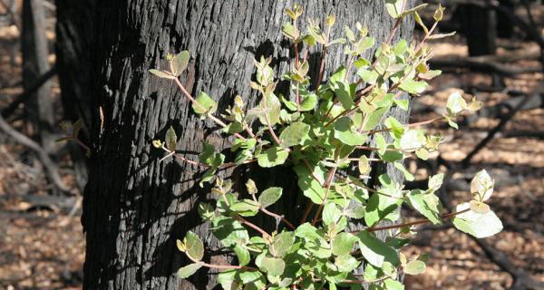 plant growing after a fire