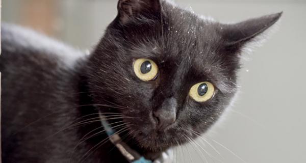 Black cat close up