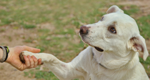 White dog shakes hands with person
