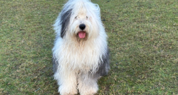Paddy sheepdog