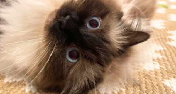 Ragdoll cat