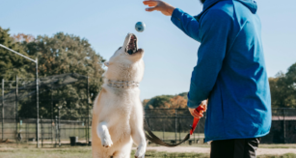 White dog jumps to catch ball thrown by someone