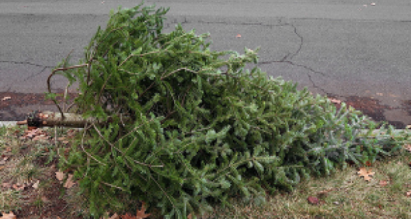 Christmas Tree Recycling