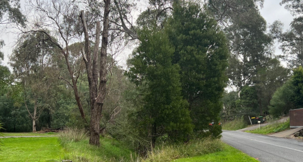 Dark green trees