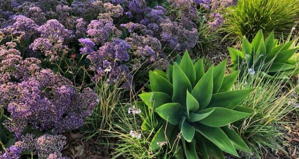 Agave and Statis