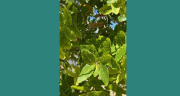 Dwarf Apple Myrtle 
