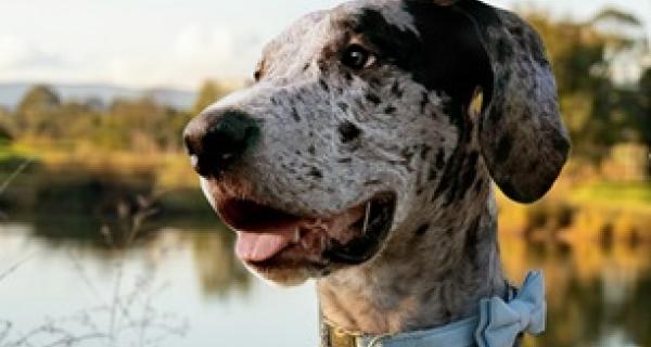 Dog with a blue bow tie