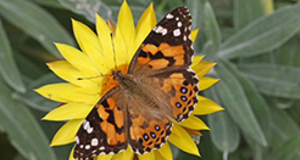 Australian Painted Lady Butterfly