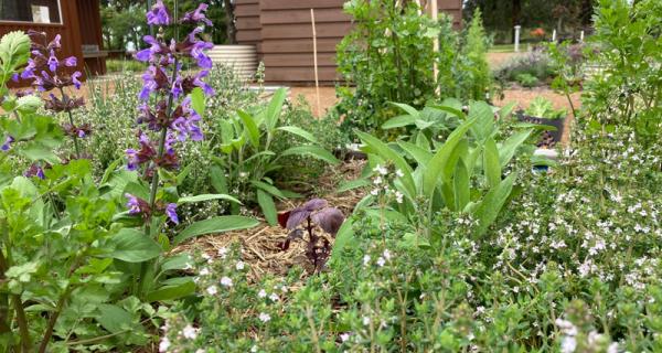 photo of an autumn garden at Strathdon