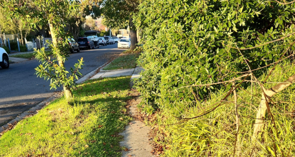 Overhanging Vegetation