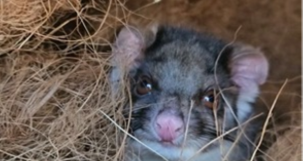 Baby possum in DIY drey with coconut fibre