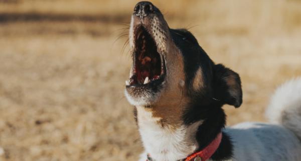 Photo of a howling dog