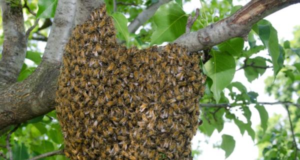 Photo of a bee swarm