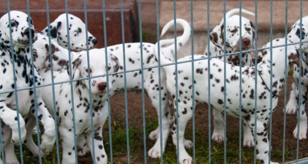 Photo of a Dalmation puppy litter