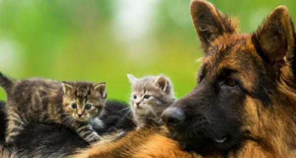Photo of kittens and a dog