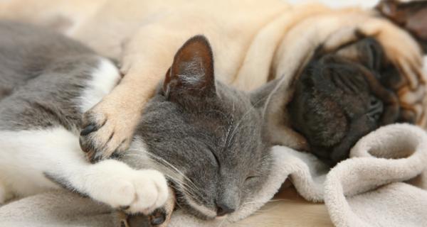 Photo of a cat and dog asleep together