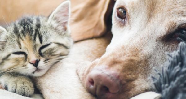 Photo of a cat and dog asleep together