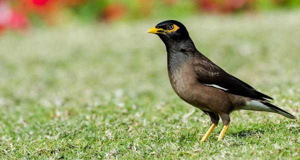 Banner  Common Myna