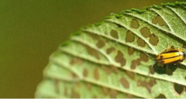 Elm Leaf Beetle on an elm leaf