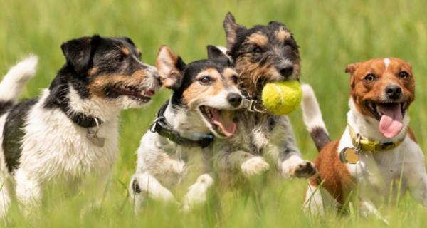 Photo of four dogs chasing a ball