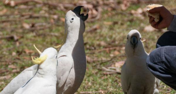 Photo of man feeding bread to a cockatoo