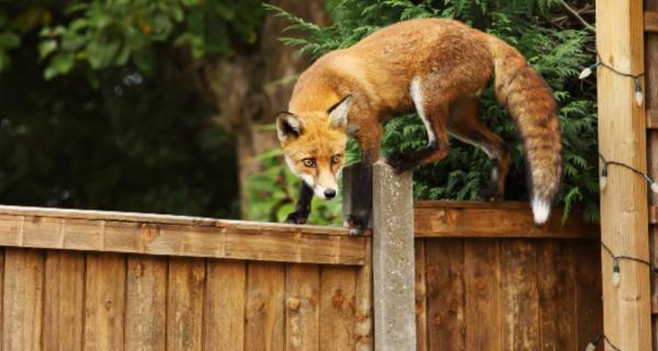 Photo of a red fox climbing a fence