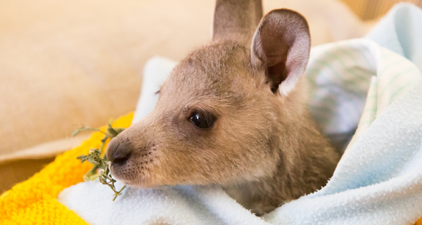 Injured Kangaroo