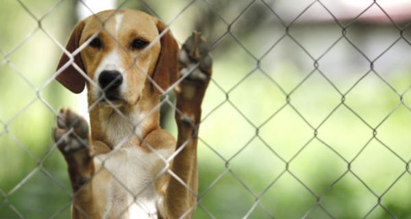 Photo of a dog at a pound