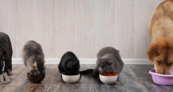 Photo of three cats and two dogs eating dinner