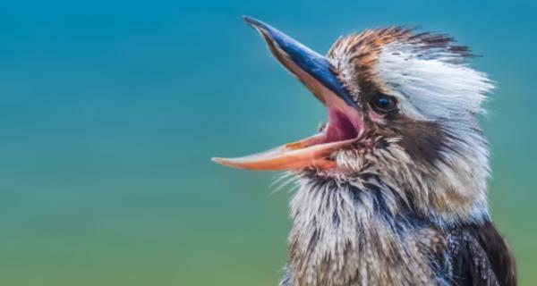 Photo of a laughing kookaburra