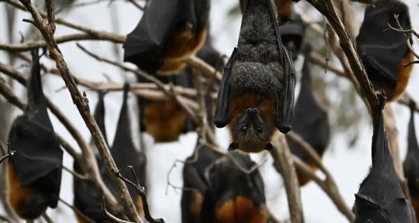 Bats hanging upside down