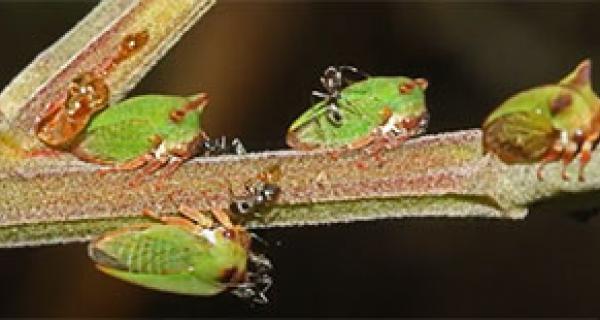 Ants on a tree branch