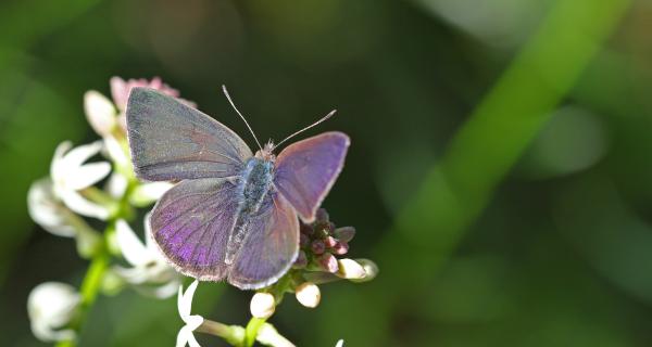 Common Dusky Blue Butterfly perching on a leaf
