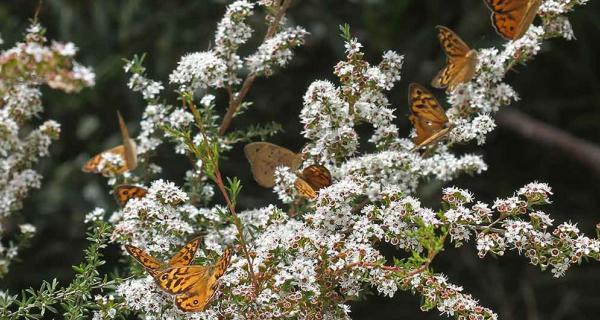 Common brown butterfly