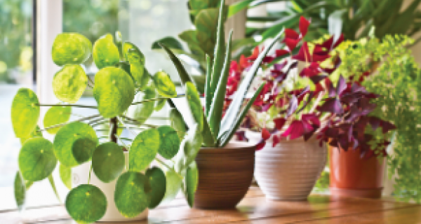 Sustainable Living Weekend
