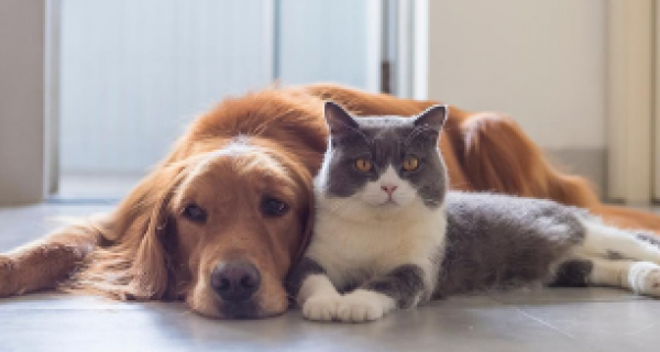 Pet registrations